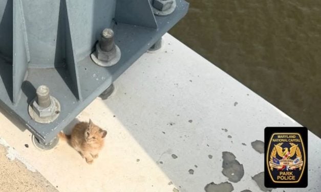SIGN: Justice for Kitten Allegedly Thrown From Moving Vehicle on Bridge