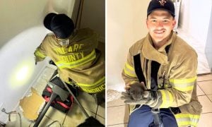 firefighter rescues kitten from wall