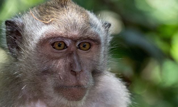Key Figure in Online Monkey Torture Network Sentenced to 9 Years in Prison