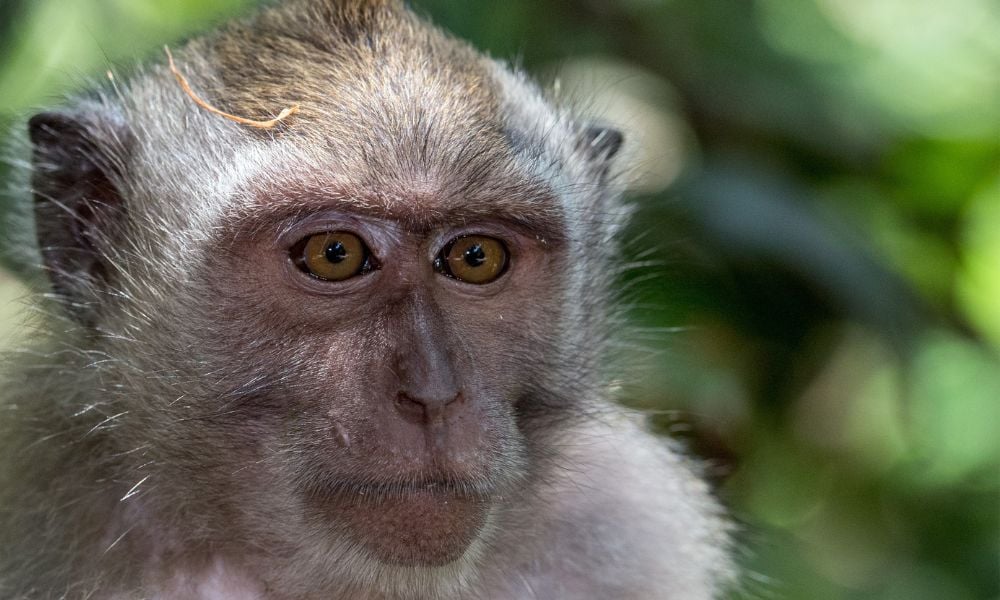 Macaque