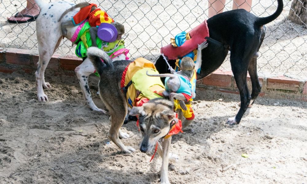 Monkeys riding dogs