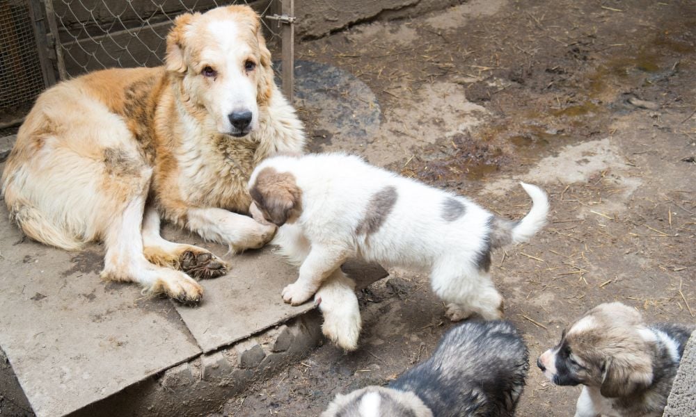 SIGN: Justice for Stray Mother Dog and Her Puppies Killed in Brutal Attack