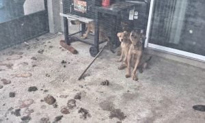 Neglected dogs