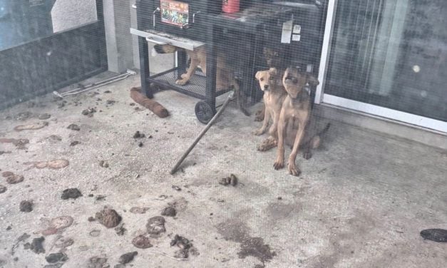 SIGN: Justice for Dogs Found Malnourished and Covered in Filth — One Already Dead