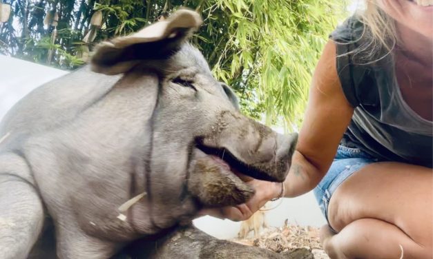 From Rescue to Refuge: Inspiring Change in Hearts and Minds