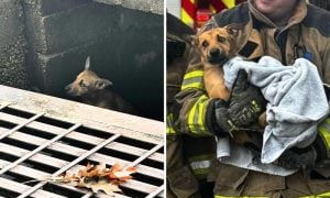 Dog in storm drain & dog with rescuers
