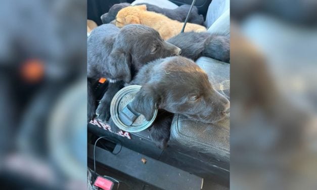 Firefighters Rescue 6 Abandoned Puppies From Wildfire Area