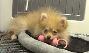 Sad Pomeranian in a cage at a NJ pet store