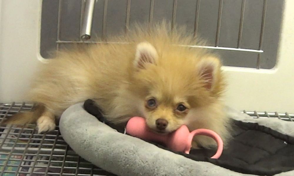 SIGN: Tell New Jersey to End Pet Shop Sales of Puppies, Kittens, and Rabbits