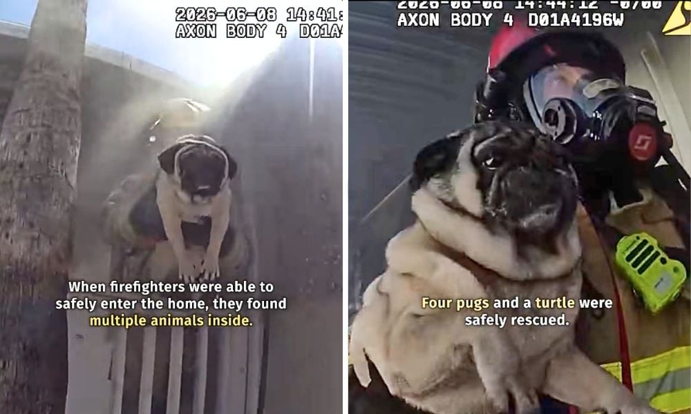 Bodycam Footage of Rescue