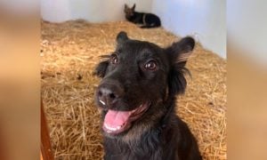 Sister dogs rescued