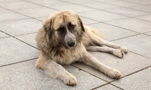 Stray dog