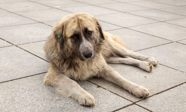SIGN: Justice for Georgia’s Stray Dogs Reportedly Disappearing and Being Left in Dangerous Areas