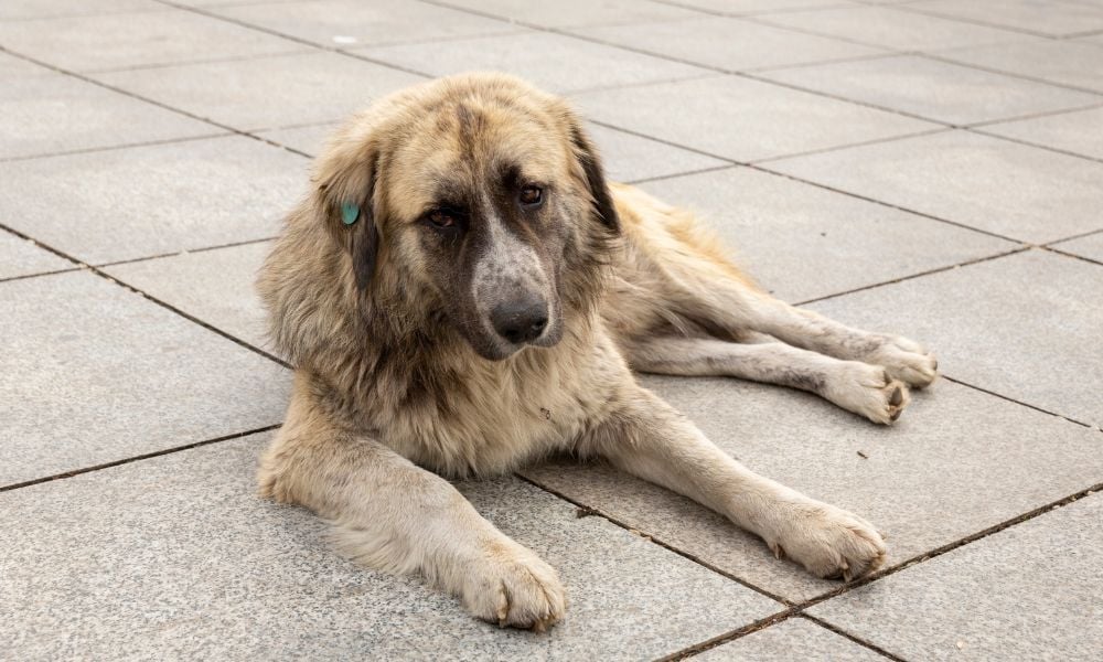 SIGN: Justice for Georgia’s Stray Dogs Reportedly Disappearing and Being Left in Dangerous Areas