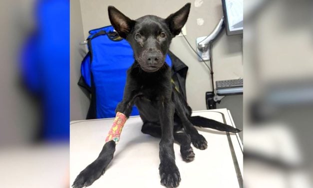 SIGN: Justice for Underweight Puppy Allegedly Abandoned Near Dumpster With Broken Leg and Rocks in Stomach