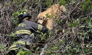 Gladwyne firefighter reaching toward Bentley, a golden retriever stuck in a tree