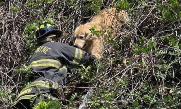 Golden Retriever Stuck in Tree Aided by Caring Firefighters