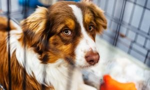 Brown and white dog looking through the door of a transport enclosure.