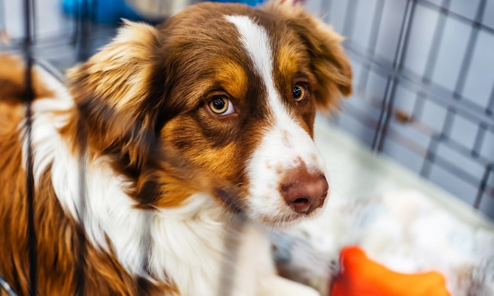 Brown and white dog looking through the door of a transport enclosure.