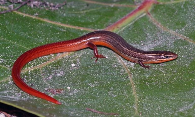 3 Rare Florida Reptiles Gain Endangered Species Protections