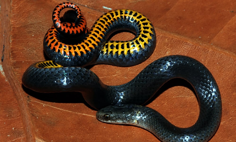 Key ring-necked snake curled on a brown leaf, showing yellow, orange, and red markings along the underside