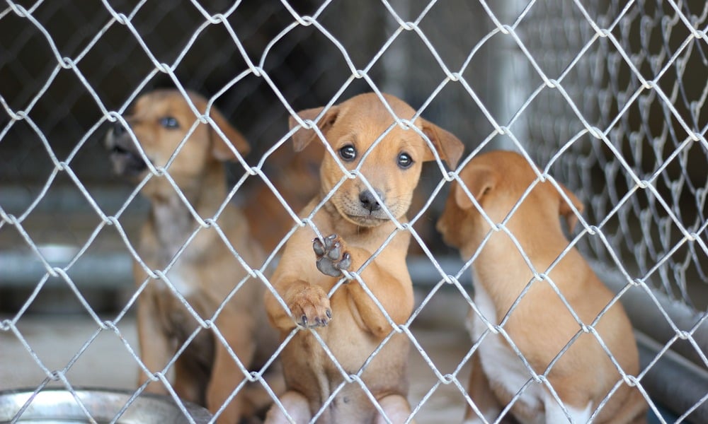 Three puppies standing behind a chain-link fence.