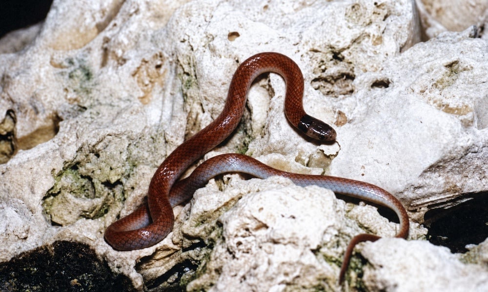 Small rim rock crowned snake with a dark head and reddish-brown body curled among pale limestone and soil
