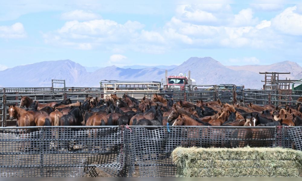 Many horses in crowded holding pen with blue sky above, during BLM wild horse roundup
