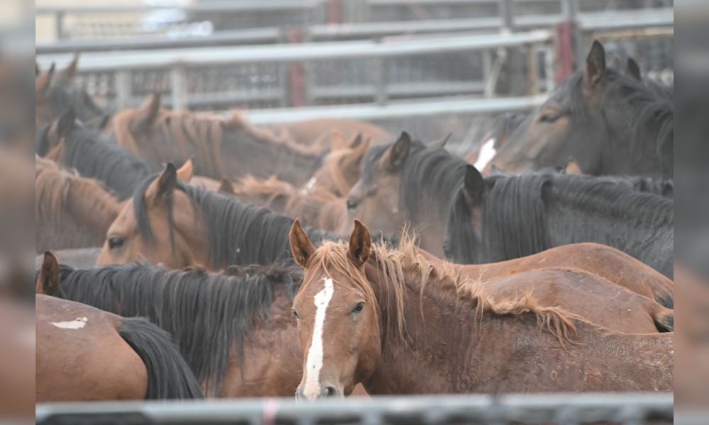 Crowded holding pen with one horse giving direct eye contact, during BLM wild horse roundup.