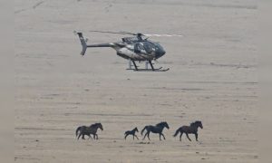 BLM helicopter chases close to horses during wild horse roundup