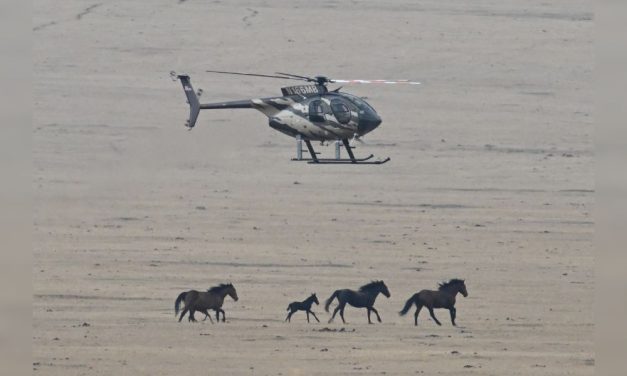 Lady Freethinker Reveals: America’s Wild Horses Continue to Suffer and Die in BLM Helicopter Roundups