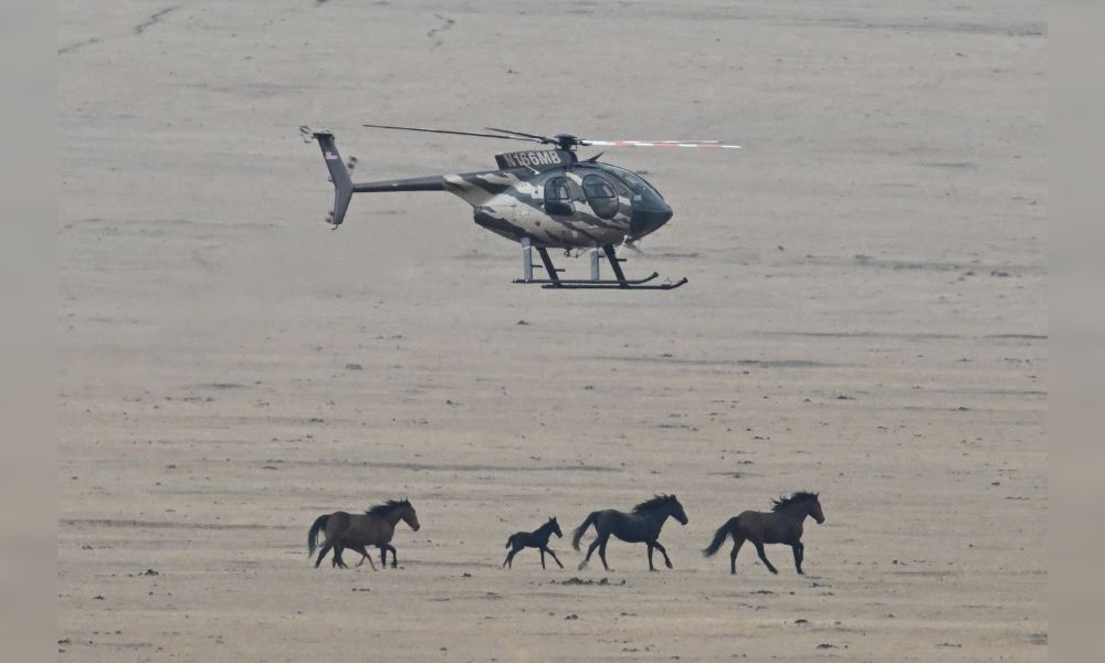 BLM helicopter chases close to horses during wild horse roundup