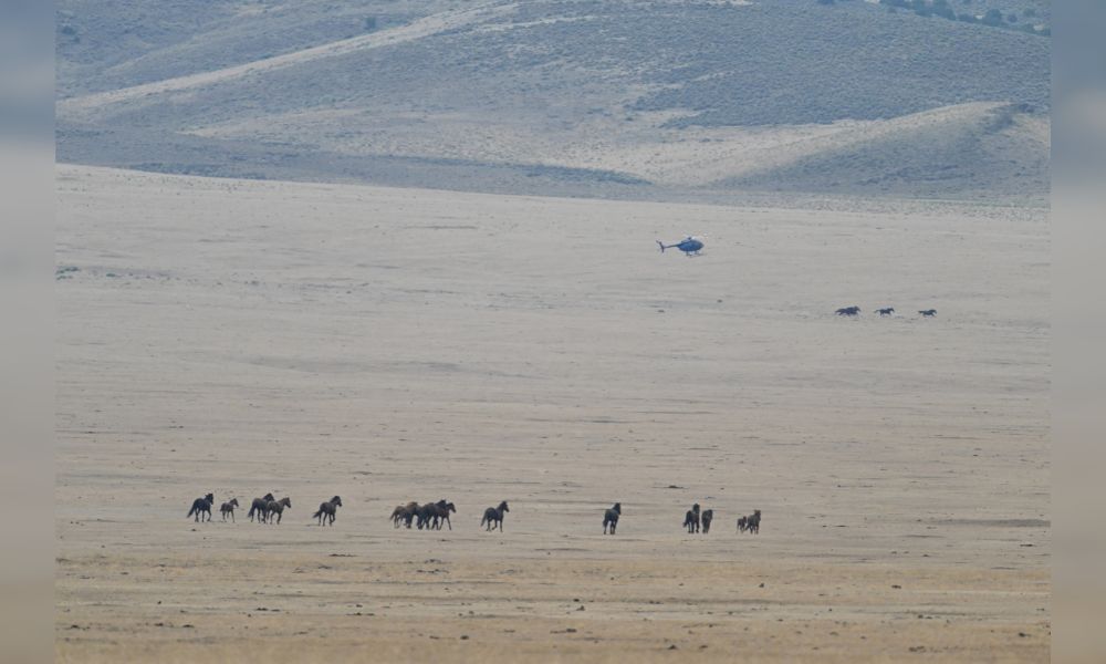Helicopter chasing separated group of horses during BLM wild horse roundup.