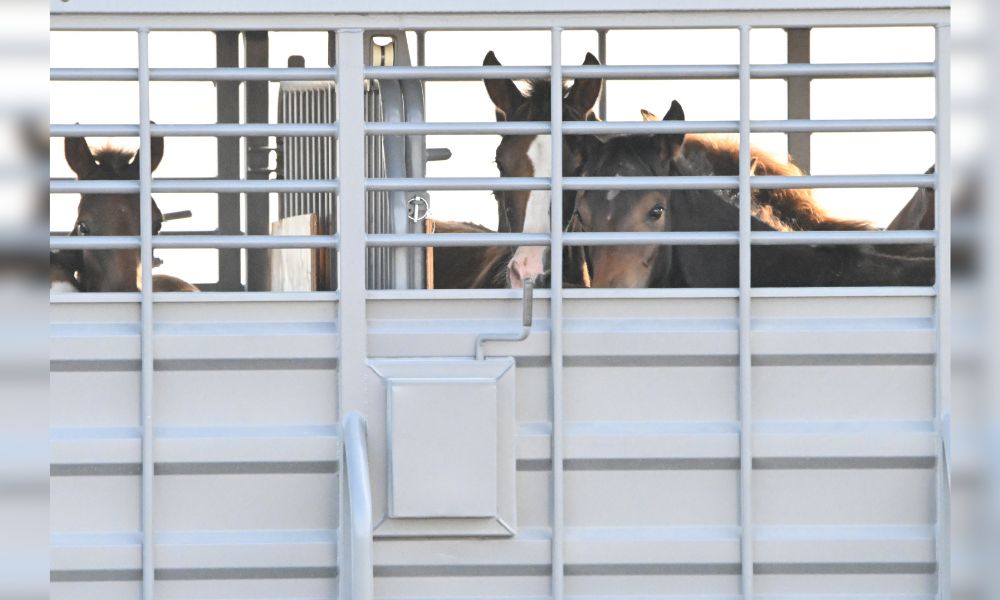 Horses looking out from transport truck during BLM wild horse roundup