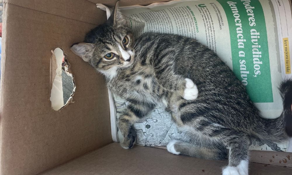 Kitten recovering from spay/neuter surgery