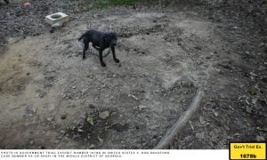 Dog on chain