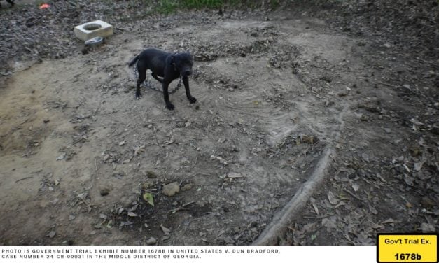 Notorious Dog-Fighting Figure Sentenced to a Decade in Prison After 67 Dogs Rescued From Brutal Operation