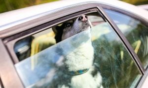 Dog in hot car