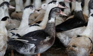 Ducks