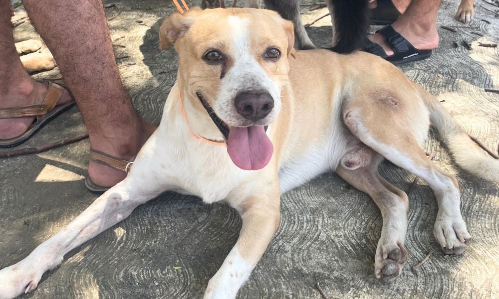 Dog arriving at check-in for his neuter