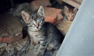 kittens in trash