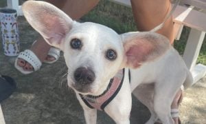 Lia the Chihuahua, ready for her spay