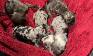 Puppies in blanket