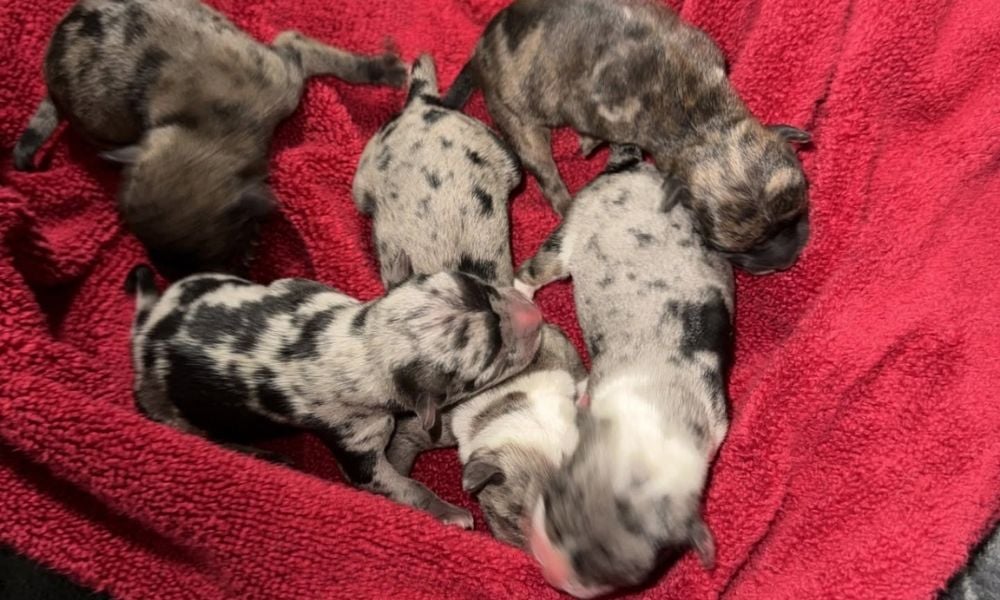 Puppies in blanket