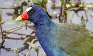 Purple gallinule in a wetland