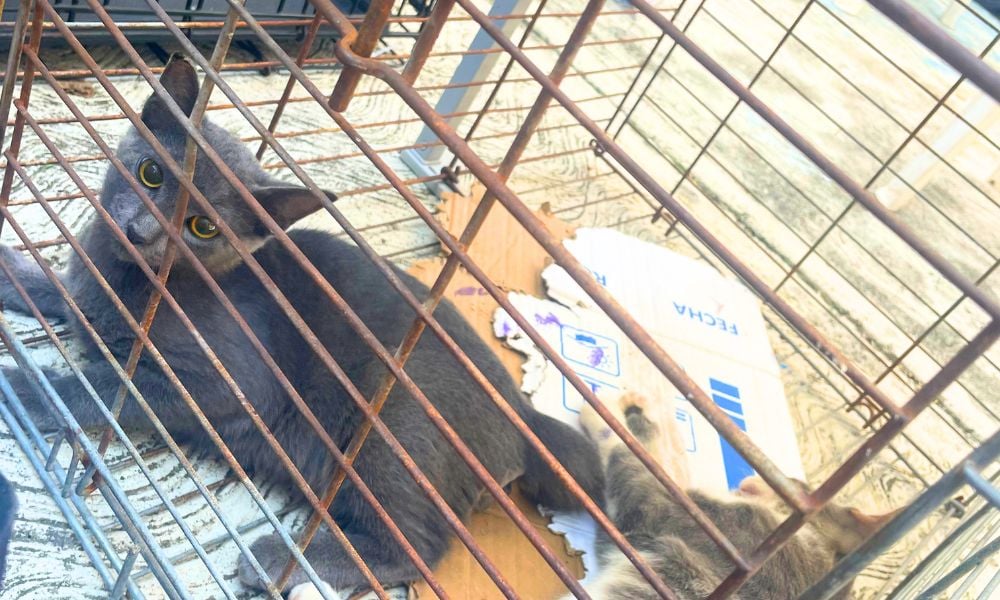 Kittens waking up after spay/neuter surgery
