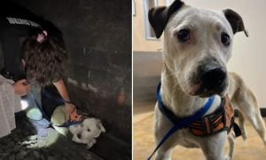 Roo before and after rescue