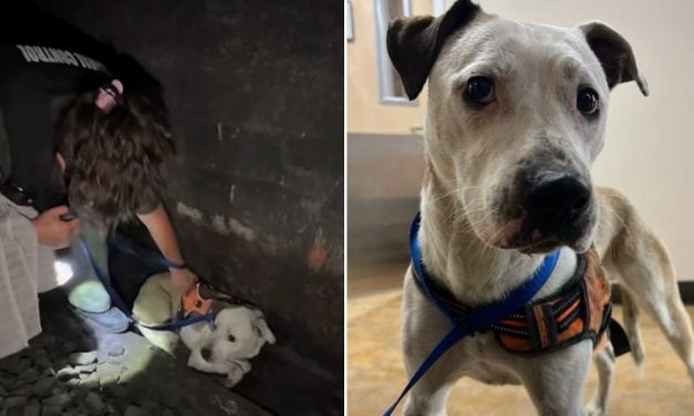 Dog Presumed Dead Is Rescued After Almost 2 Days in Train Tunnel