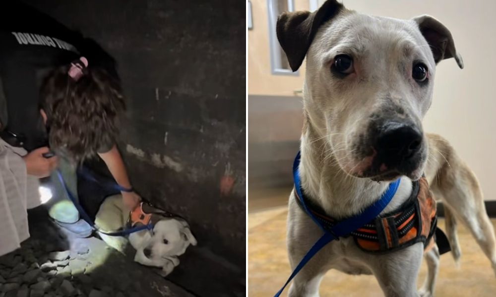 Roo before and after rescue