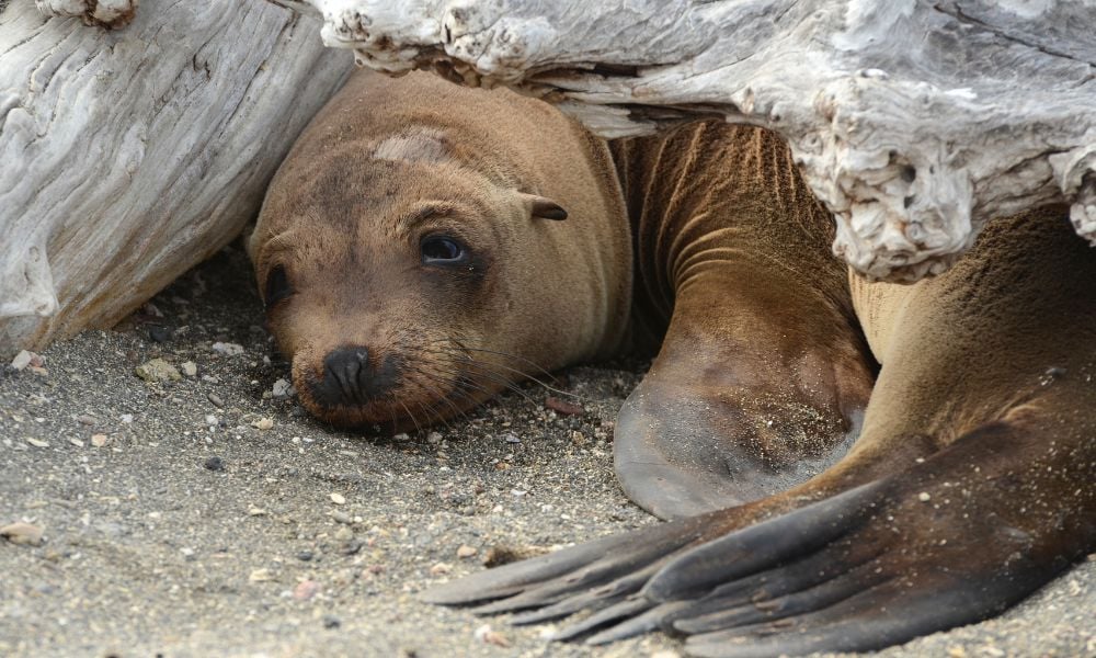 Sad sea lion on beach